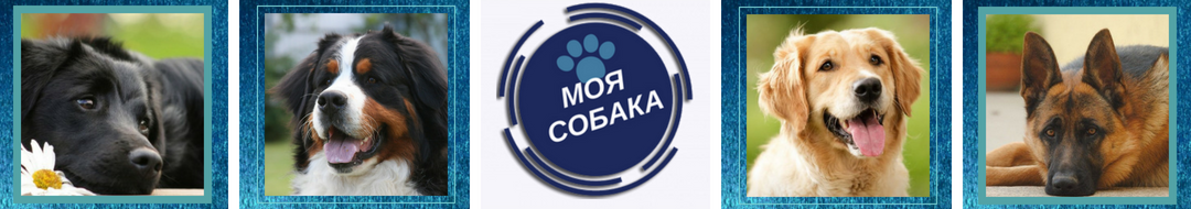 Моя собака
